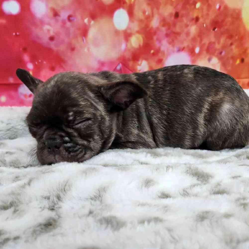Male French Bulldog Puppy for Sale in Virginia Beach, VA