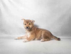 Shiba Inu
