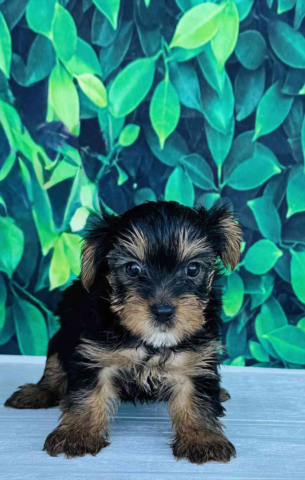 Image of a pet breed in the gallery