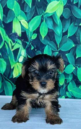 Yorkie