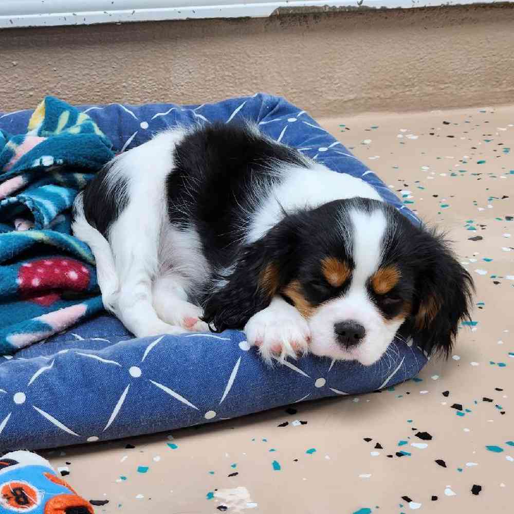 Male Cavalier King Charles Spaniel Puppy for Sale in Virginia Beach, VA
