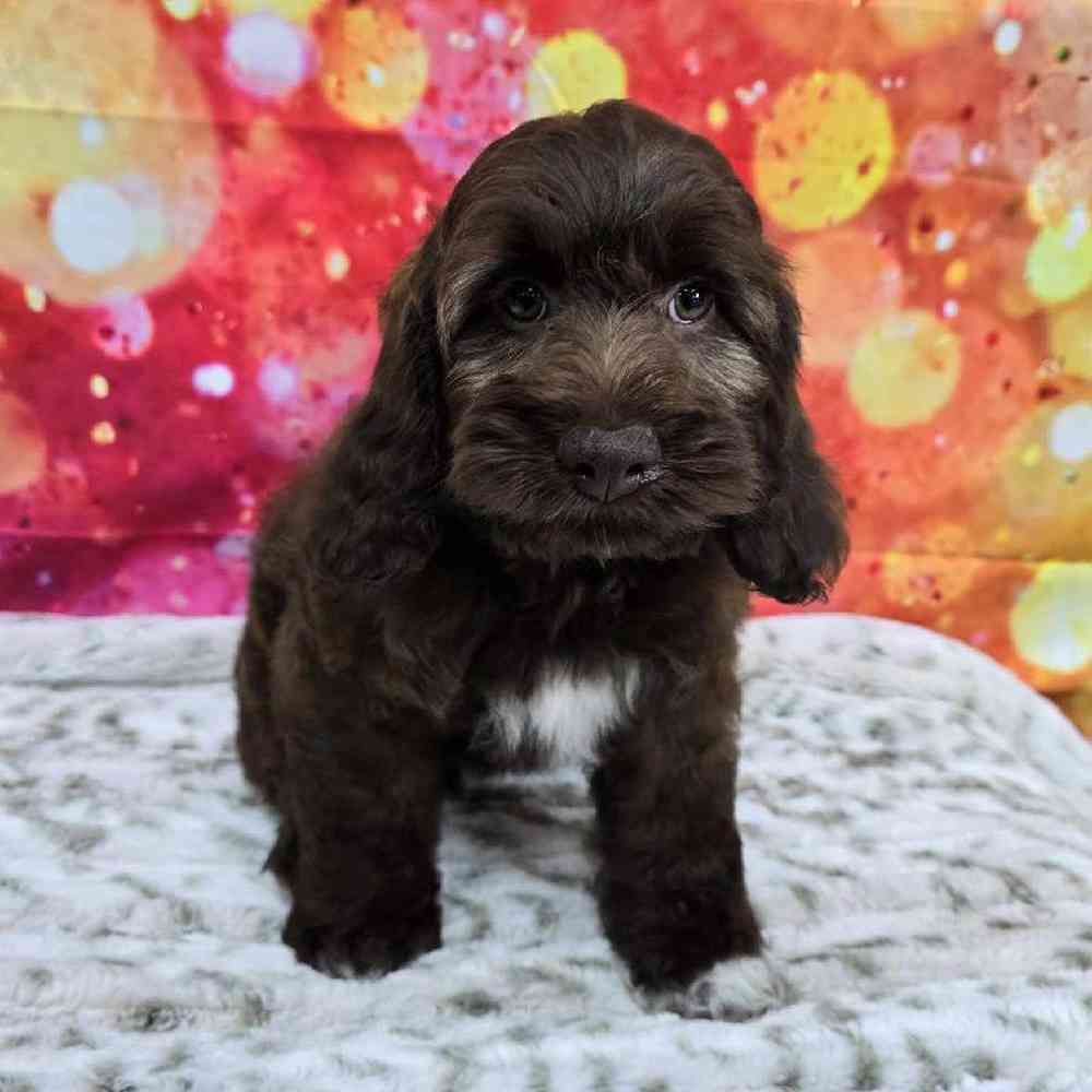 Female Cockapoo Puppy for Sale in Virginia Beach, VA