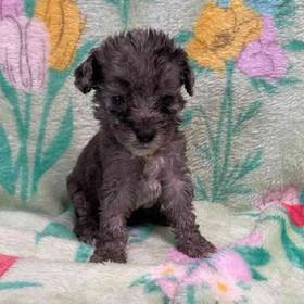 Mini Poodle