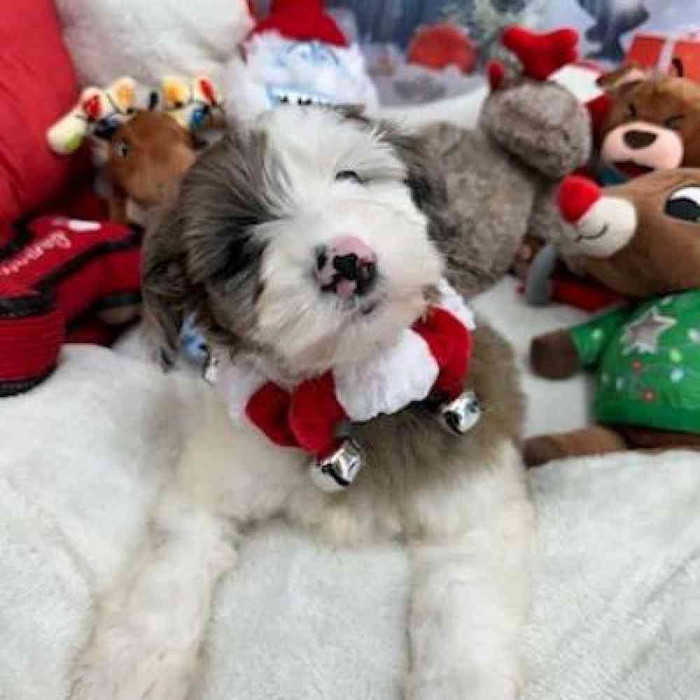 Female Mini Goldendoodle Puppy for Sale in Virginia Beach, VA