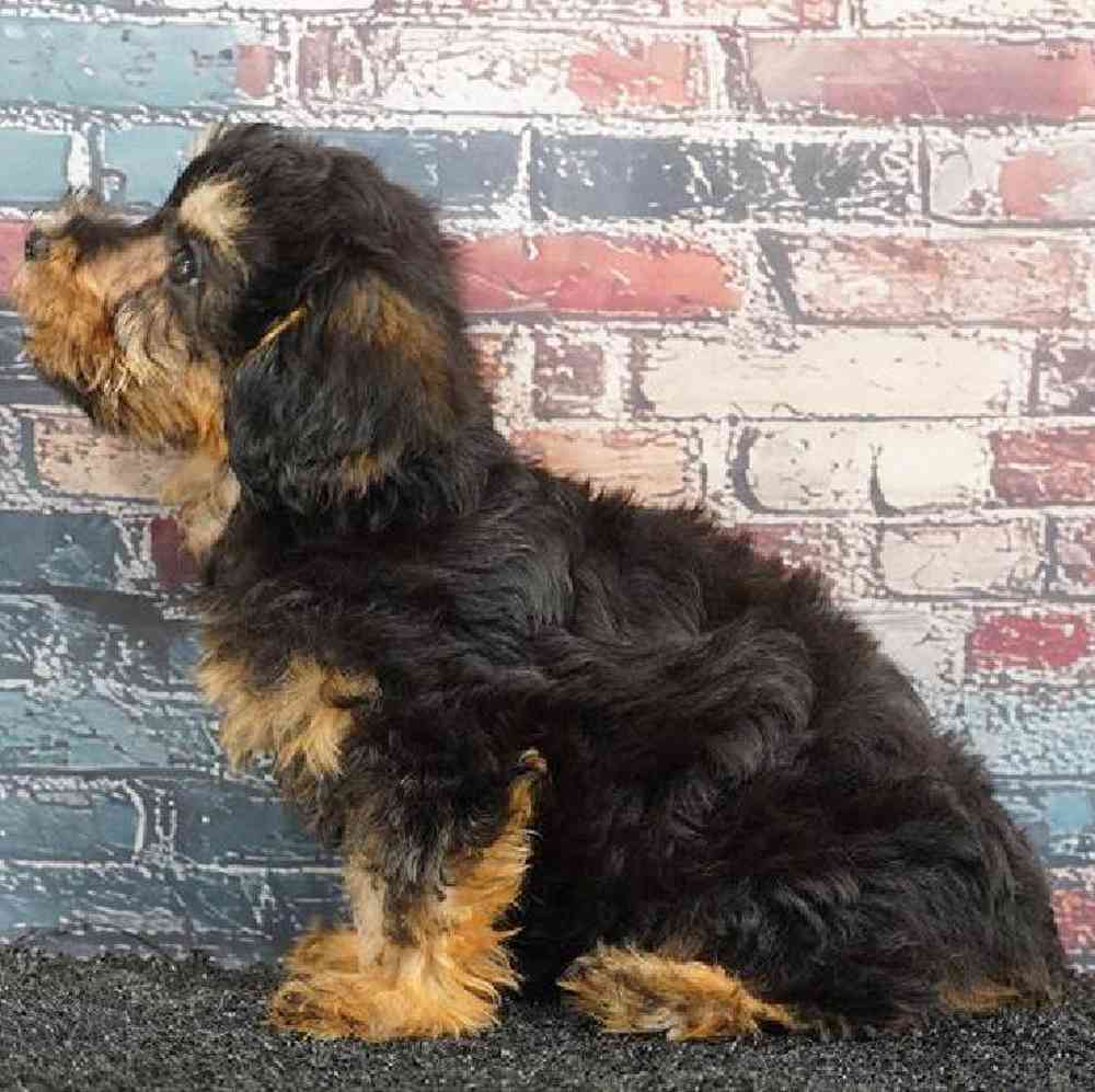 Female Yorkie-Poo Puppy for Sale in Virginia Beach, VA