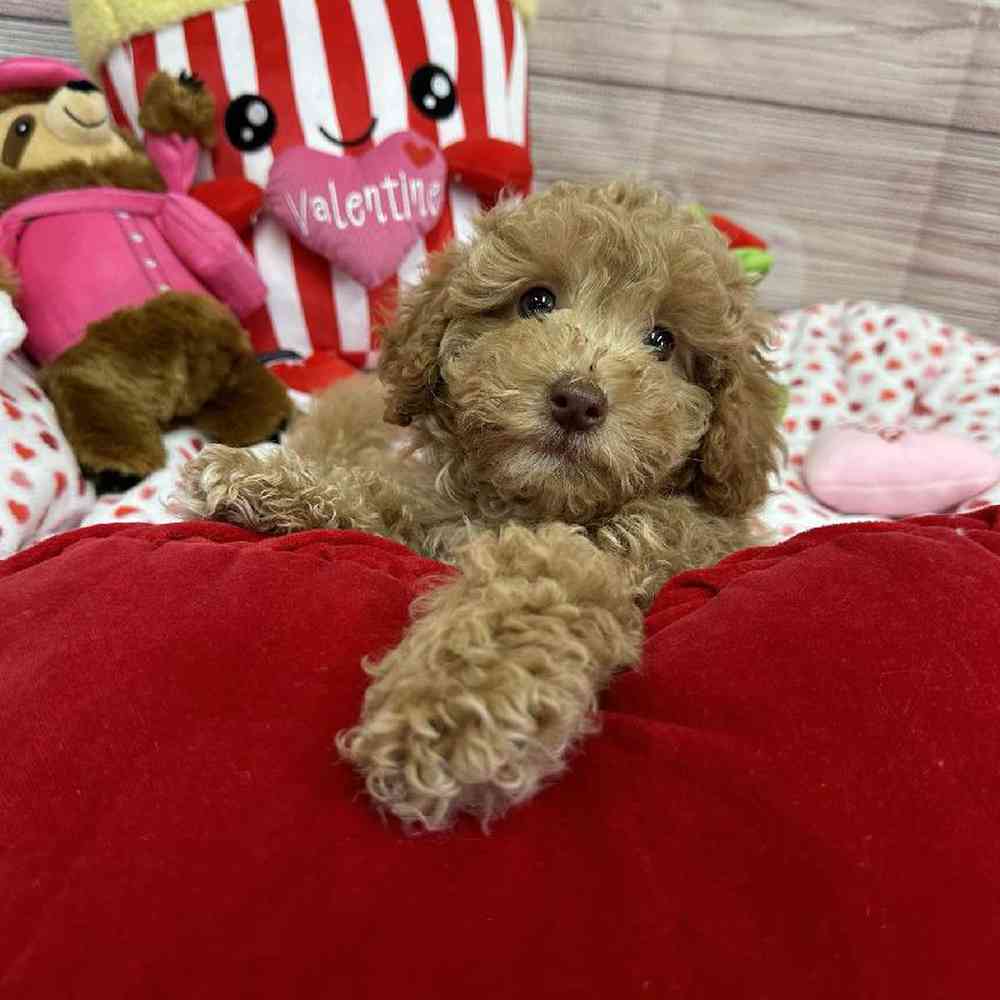 Male Maltipoo Puppy for Sale in Virginia Beach, VA
