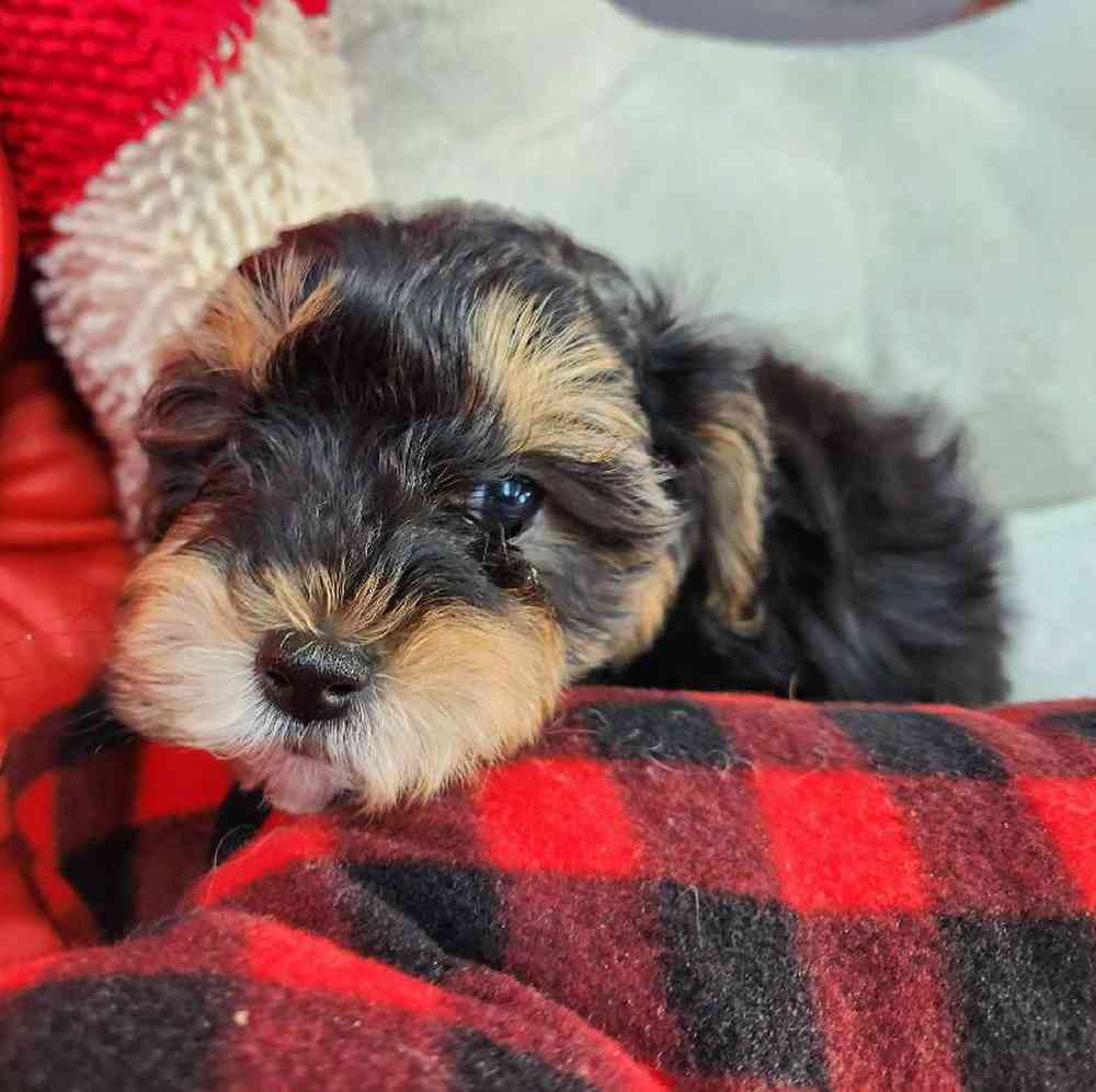 Male Morkie Puppy for Sale in Virginia Beach, VA