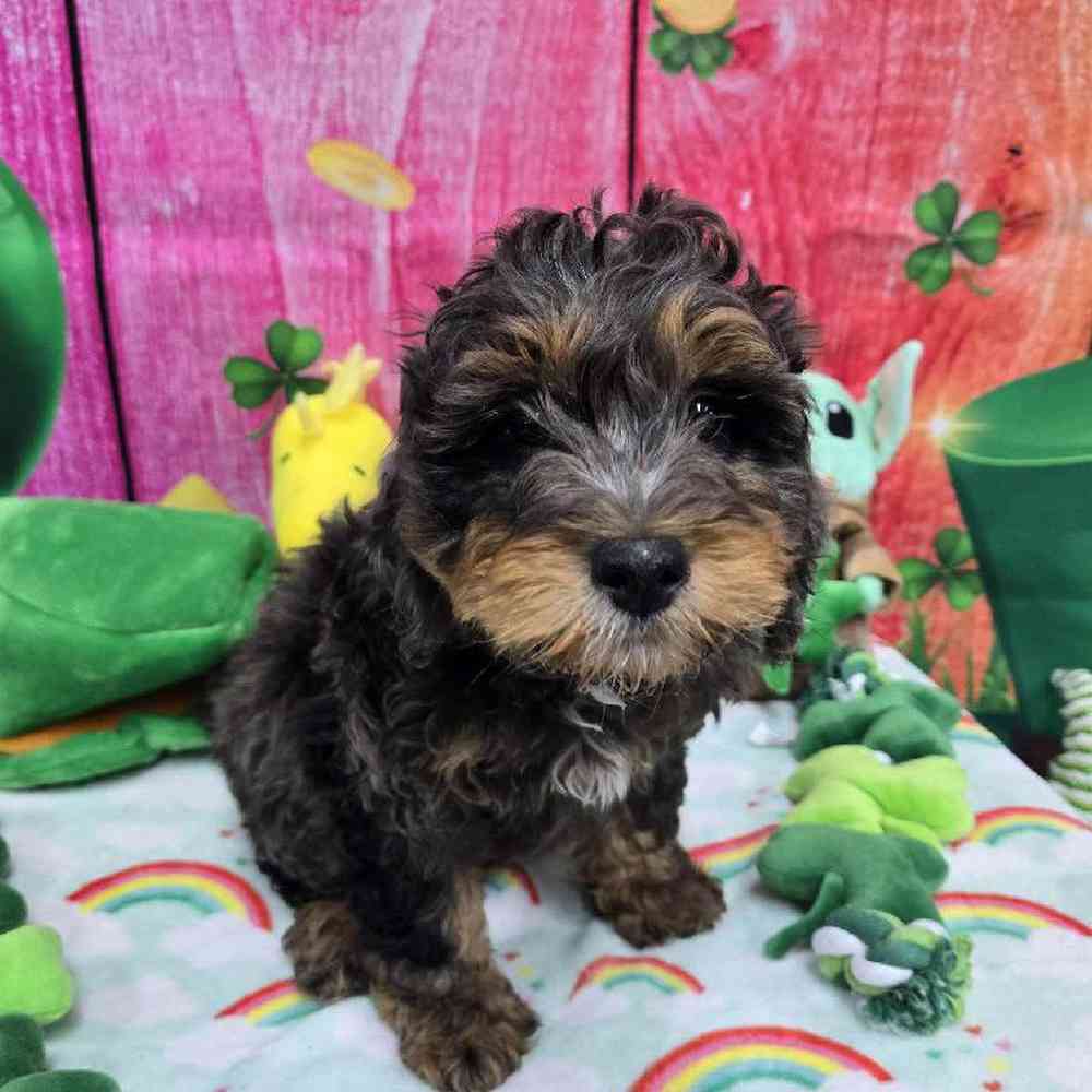 Male Mini Bernadoodle Puppy for Sale in Virginia Beach, VA