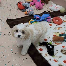 Cavachon