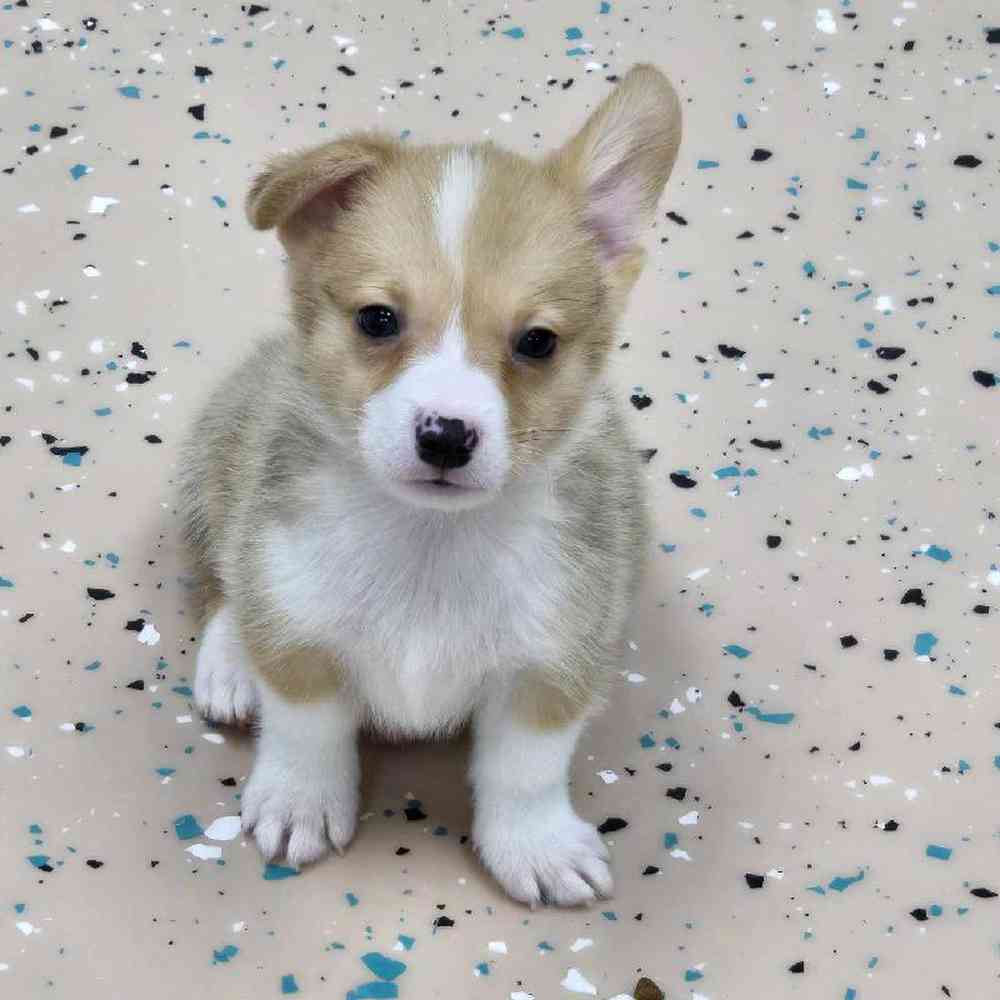 Male Pembroke Welsh Corgi Puppy for Sale in Virginia Beach, VA