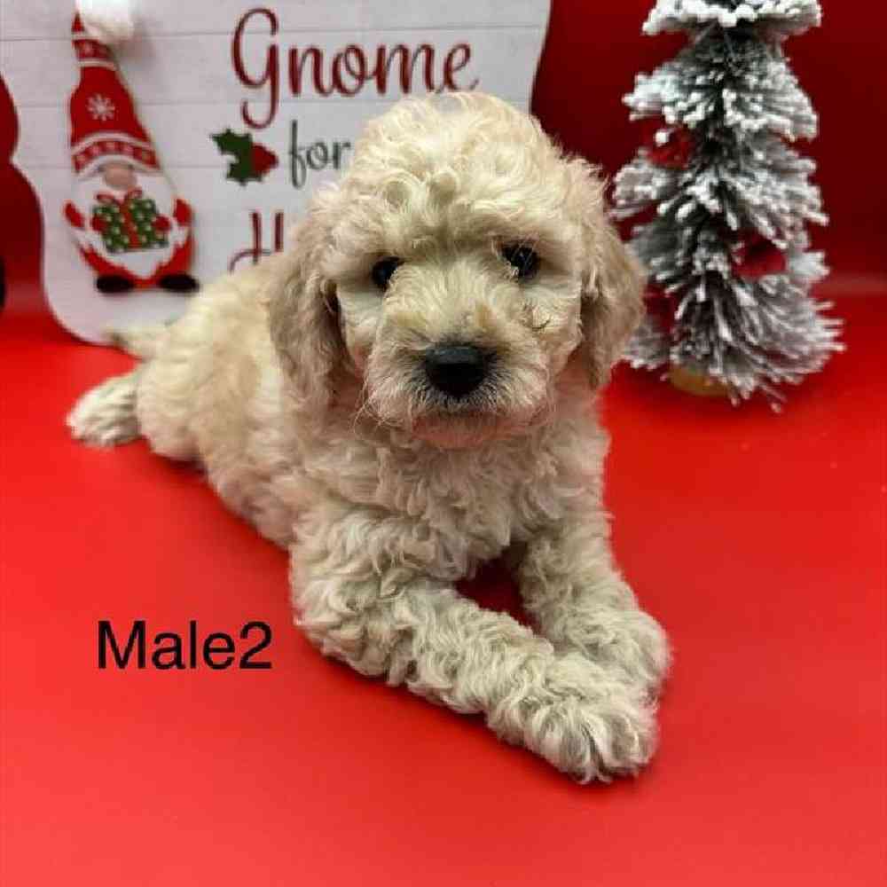 Male Mini Goldendoodle Puppy for Sale in Virginia Beach, VA