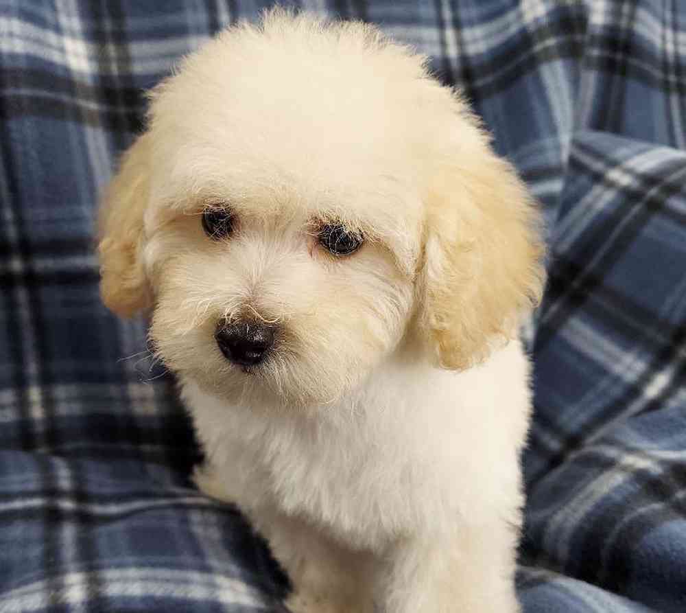 Male Poodle Toy Puppy for sale