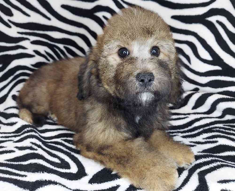 Female Mini Goldendoodle Puppy for sale