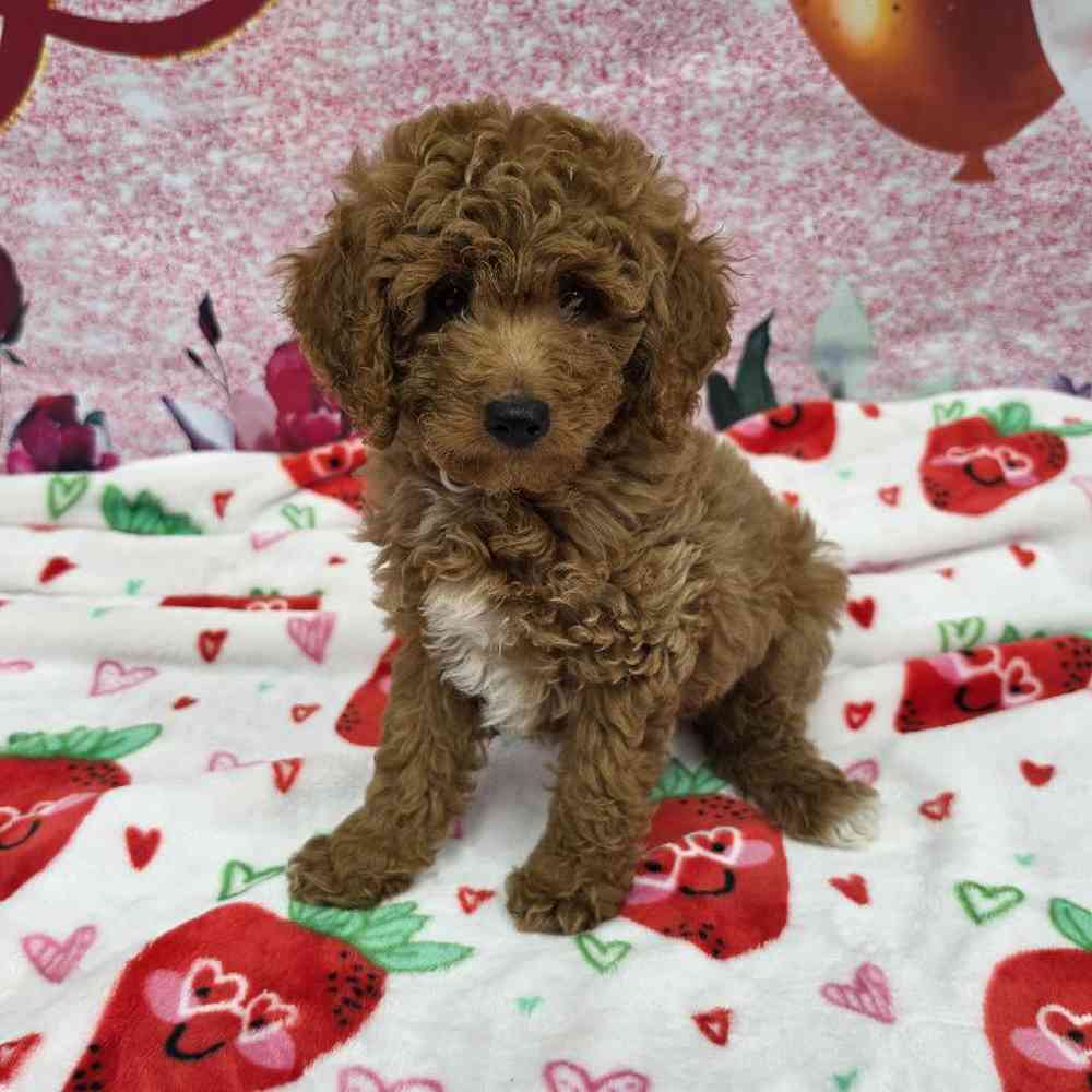 Male Mini Goldendoodle Puppy for Sale in Virginia Beach, VA