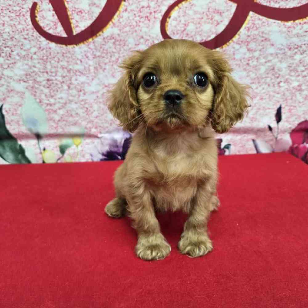 Male Cavalier King Charles Spaniel Puppy for Sale in Virginia Beach, VA