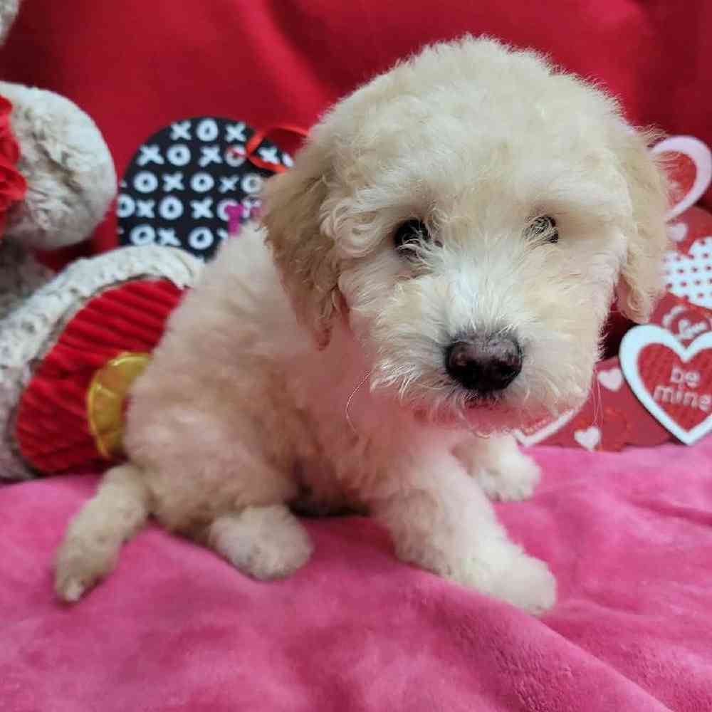 Female Mini Sheepadoodle Puppy for Sale in Virginia Beach, VA