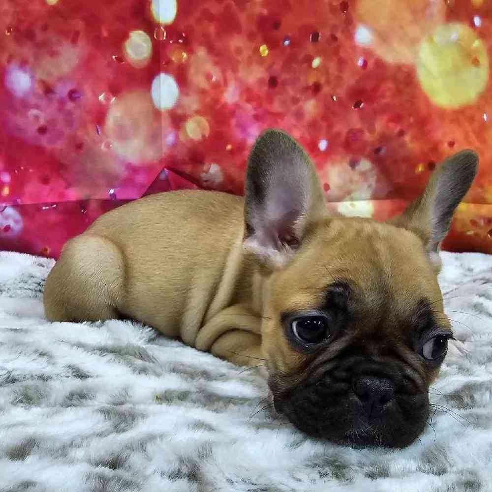 Male French Bulldog Puppy for Sale in Virginia Beach, VA