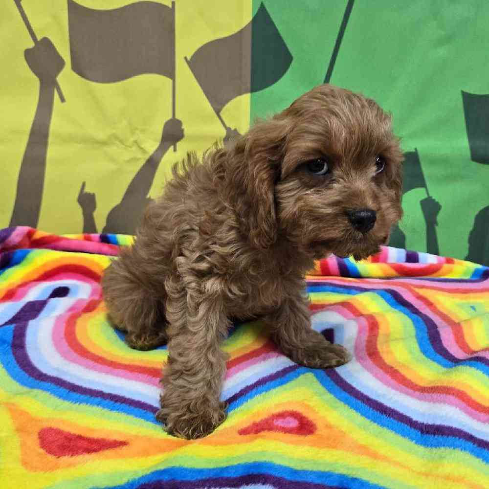Male Cavapoo Puppy for Sale in Virginia Beach, VA