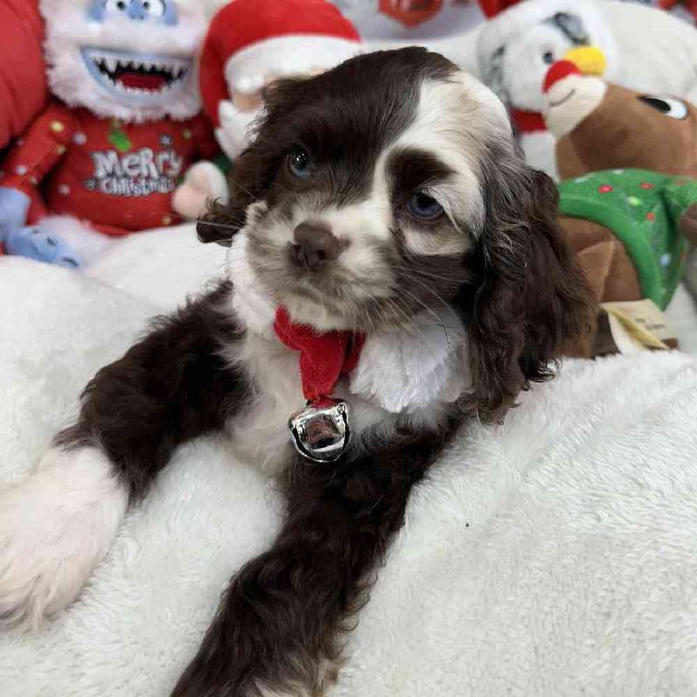 Female Cocker Spaniel Puppy for Sale in Virginia Beach, VA