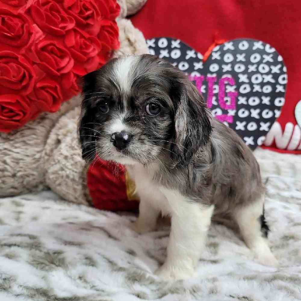 Female Cockapoo Puppy for Sale in Virginia Beach, VA