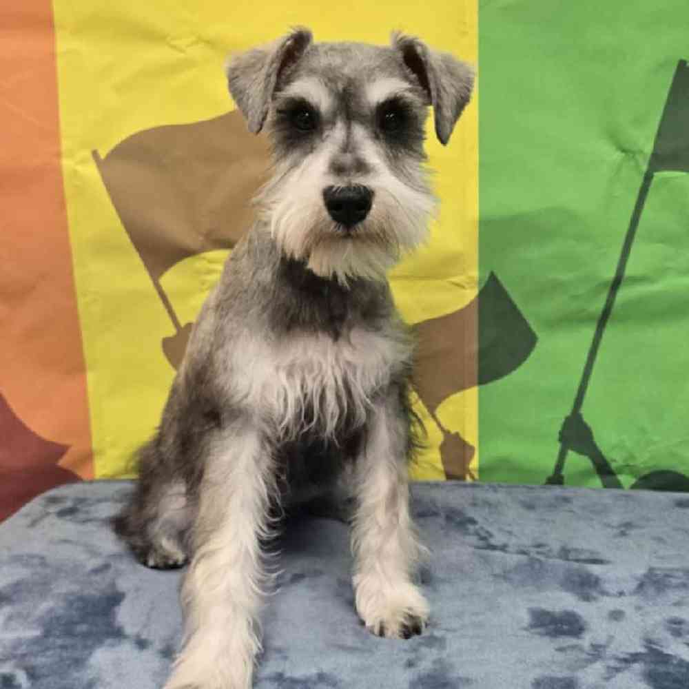 Male Mini Schnauzer Puppy for Sale in Virginia Beach, VA