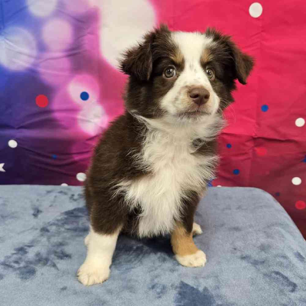 Female Mini Aussie Puppy for Sale in Virginia Beach, VA