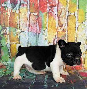 French Bulldog