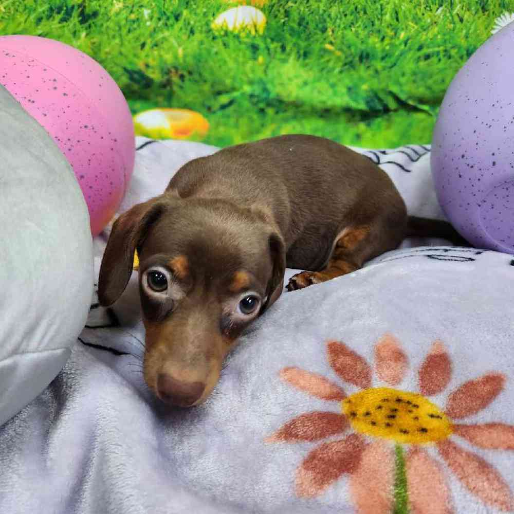 Male Dachshund Puppy for Sale in Virginia Beach, VA