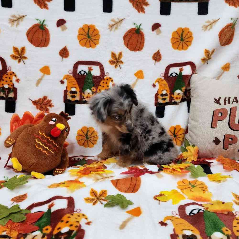 Male Mini Aussie Puppy for sale