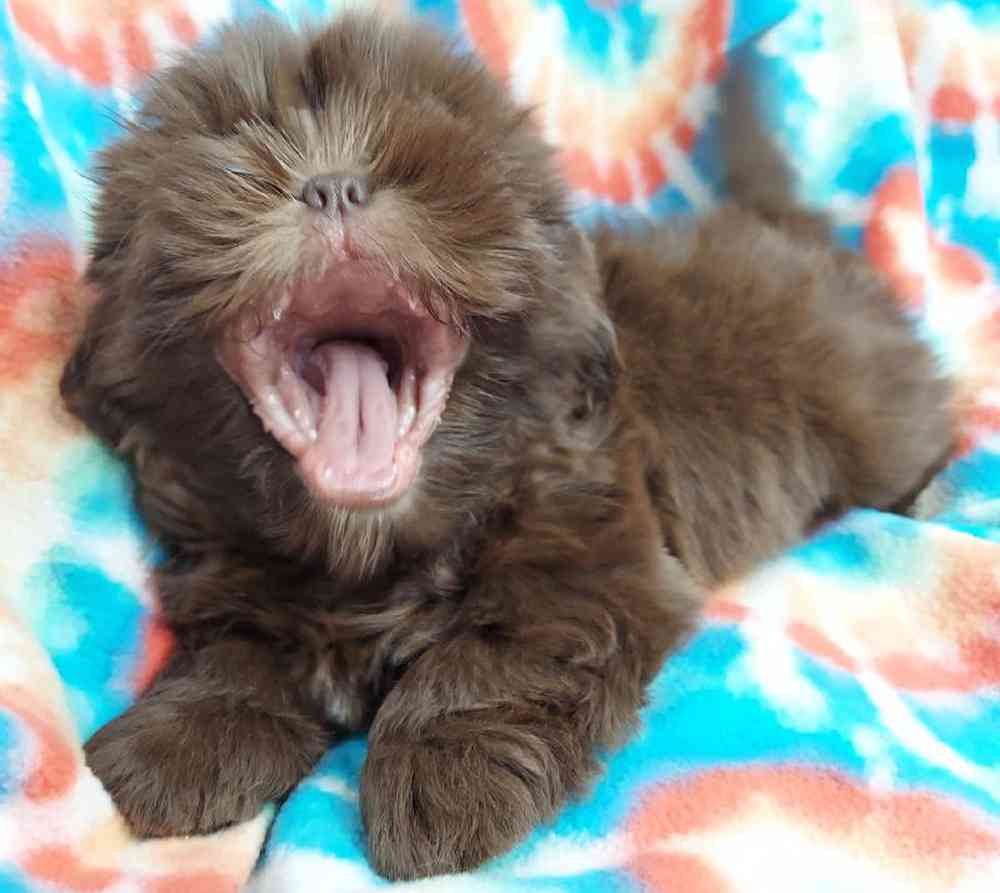 Male Shih Tzu Puppy for sale