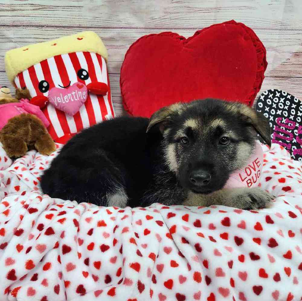 Male German Shepherd Puppy for Sale in Virginia Beach, VA