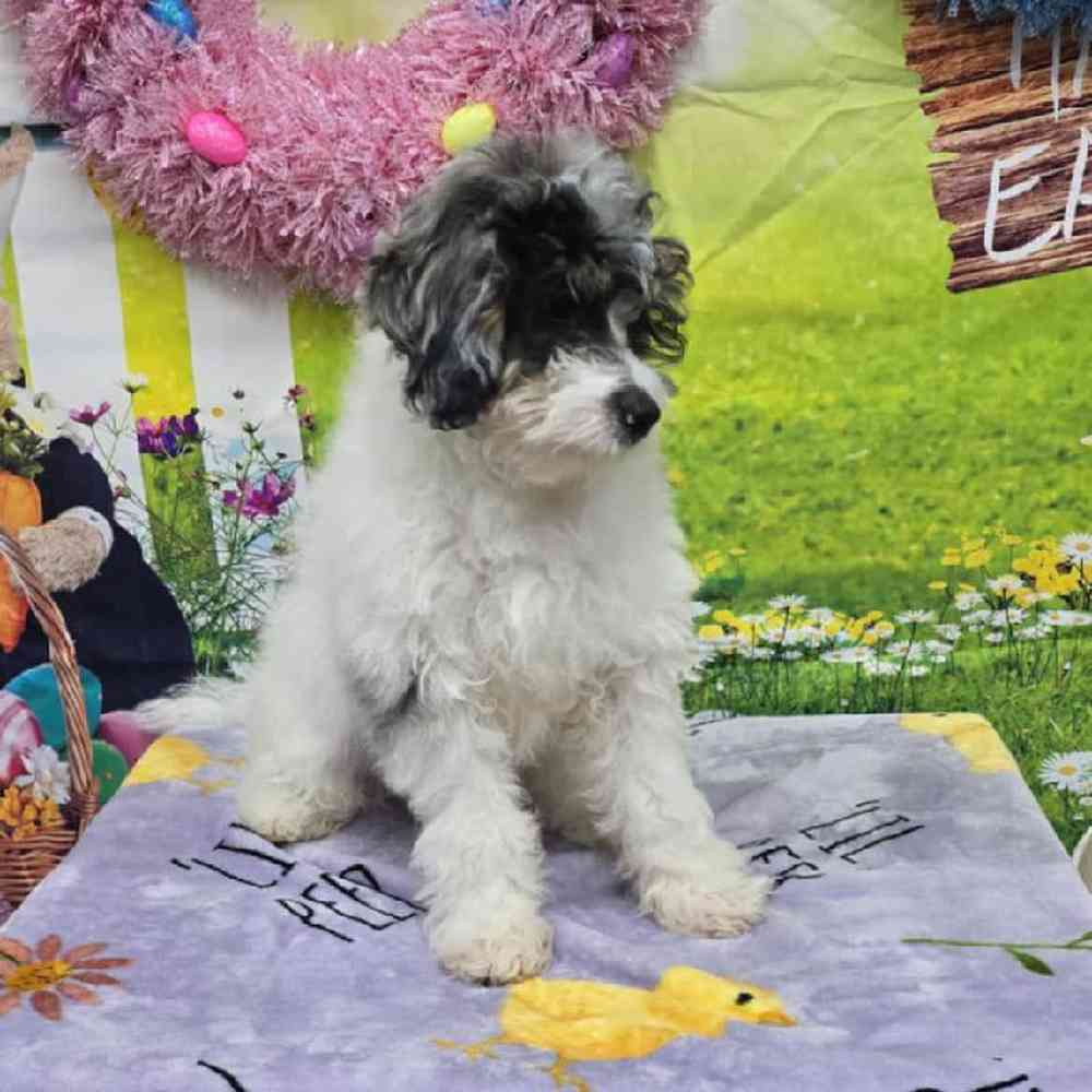 Male Mini Bernadoodle Puppy for Sale in Virginia Beach, VA