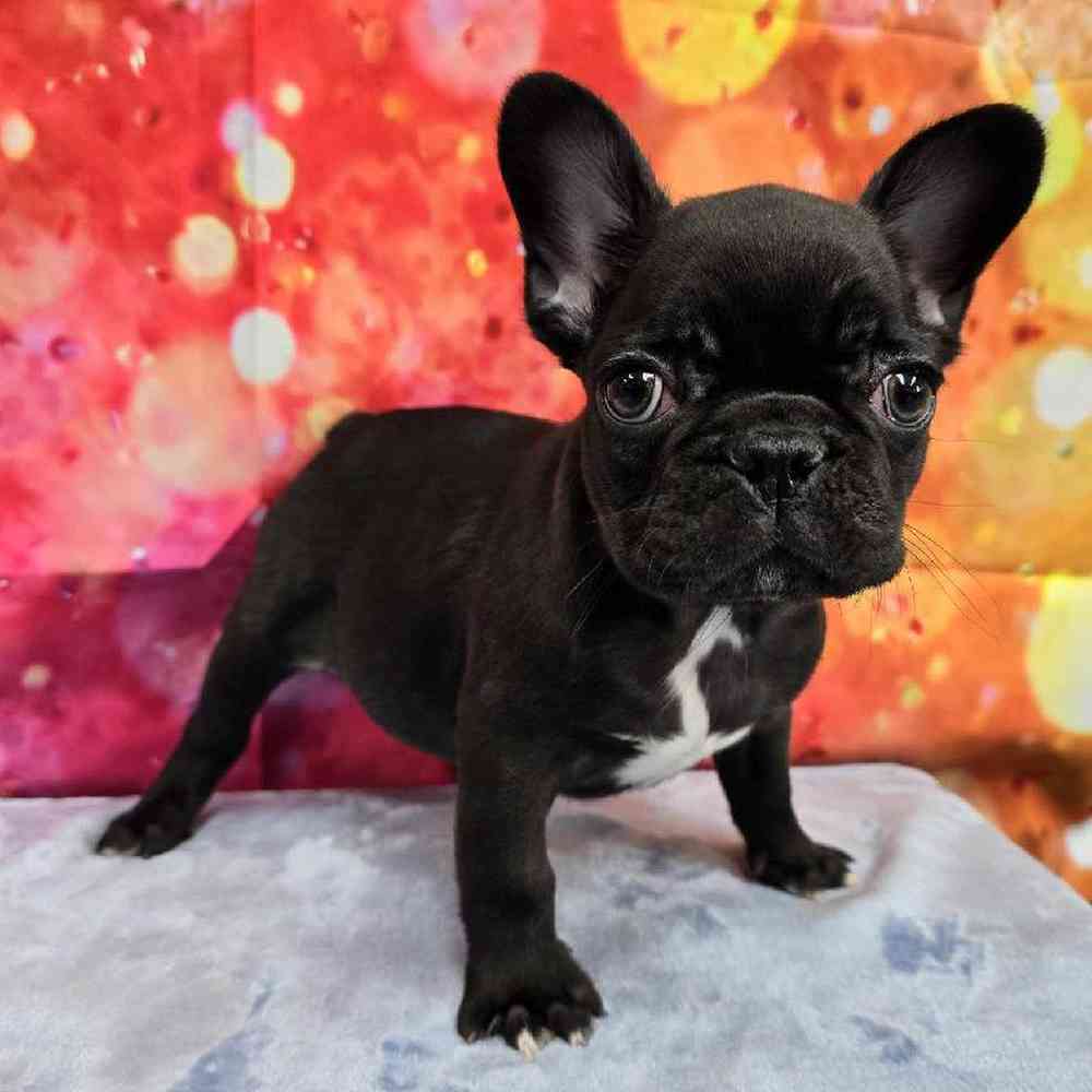 Female French Bulldog Puppy for Sale in Virginia Beach, VA