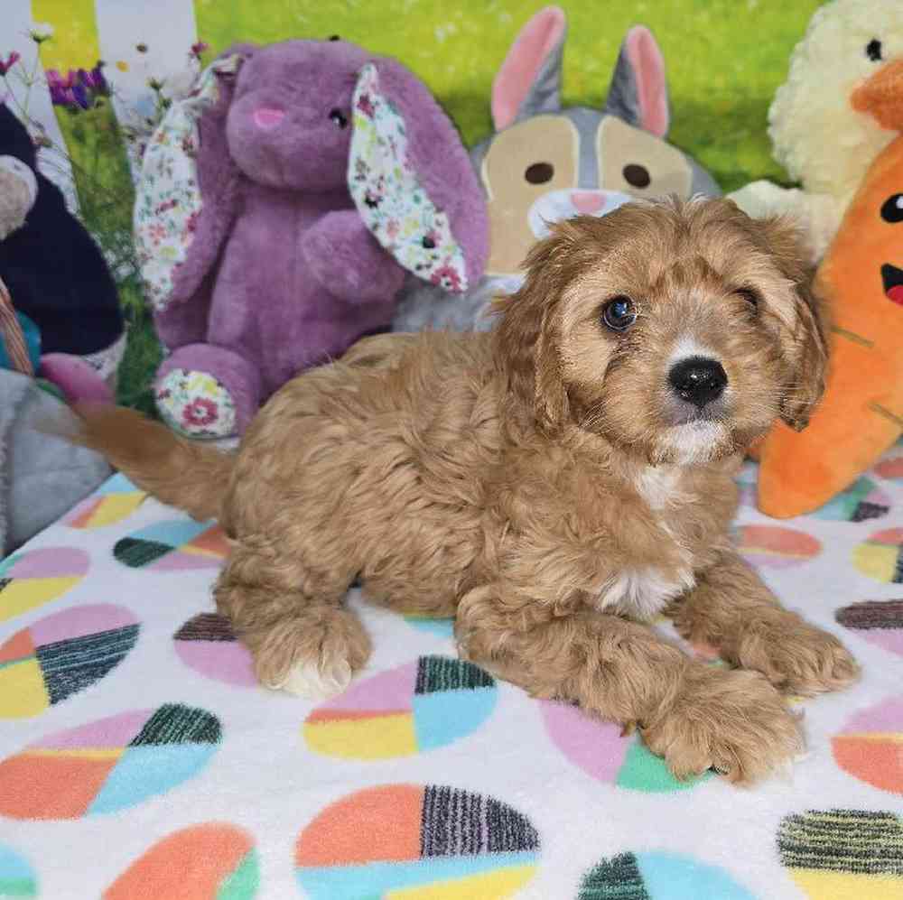 Female Cavapoo Puppy for Sale in Virginia Beach, VA
