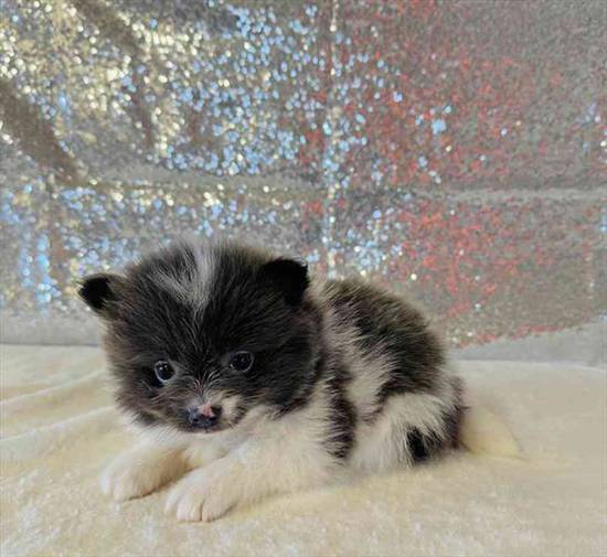 Pomeranian