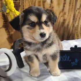 Siberian Husky-Mini Goldendoodle