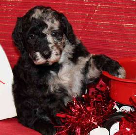 Moyen Aussiedoodle