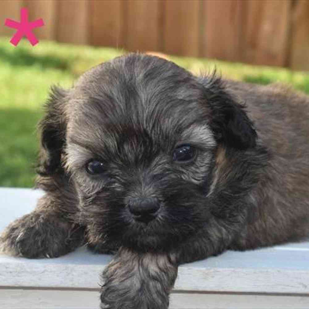 Female Peke-a-poo Puppy for sale