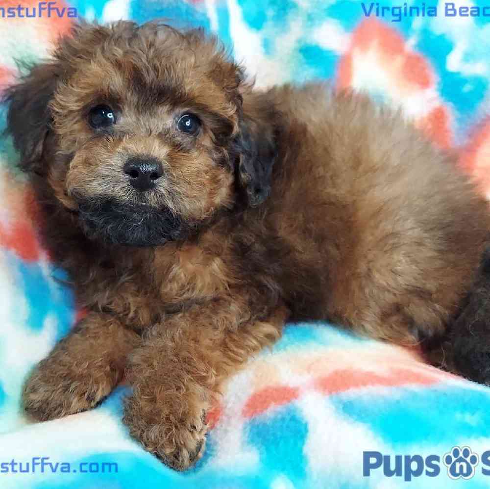 Male Maltipoo Puppy for sale