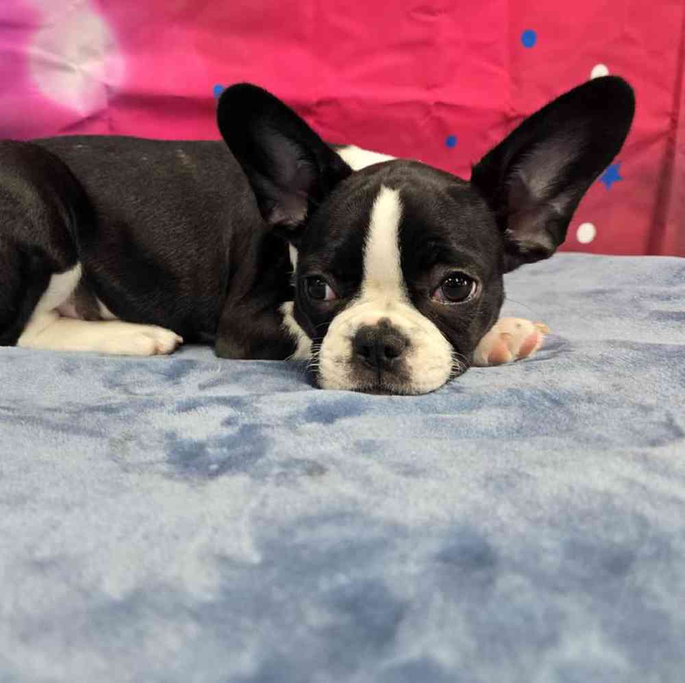 Female Frenchton Puppy for Sale in Virginia Beach, VA