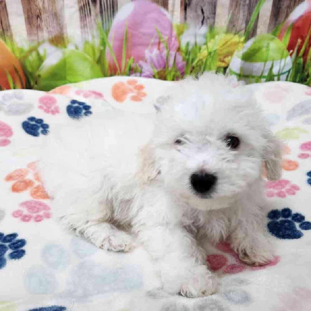 Male Bichonpoo Puppy for Sale in Virginia Beach, VA