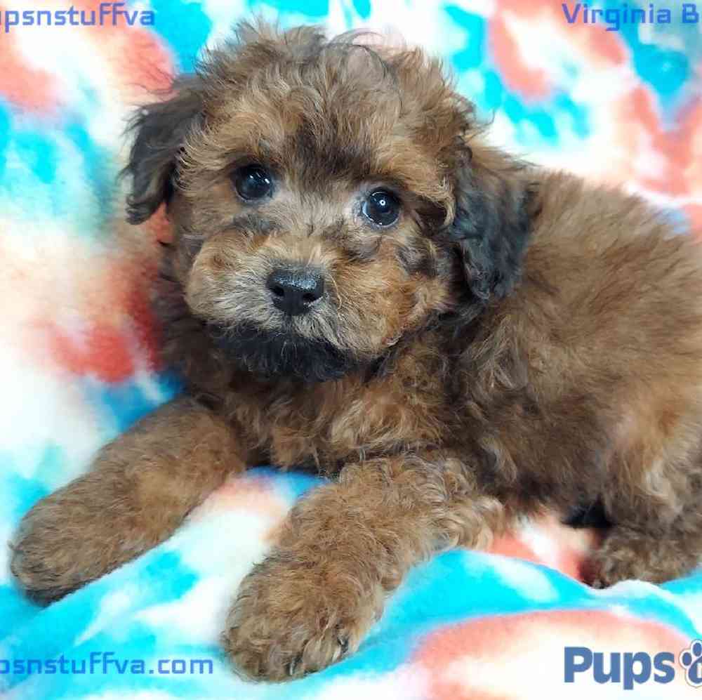 Male Maltipoo Puppy for sale
