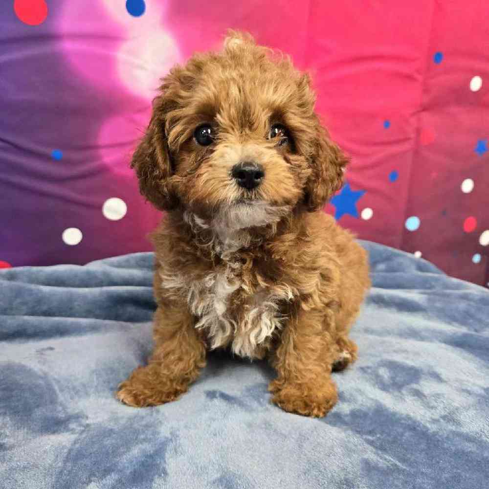 Female Cavapoo Puppy for Sale in Virginia Beach, VA