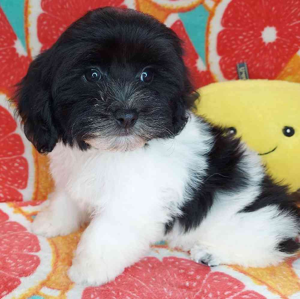 Male Havapoo Puppy for sale