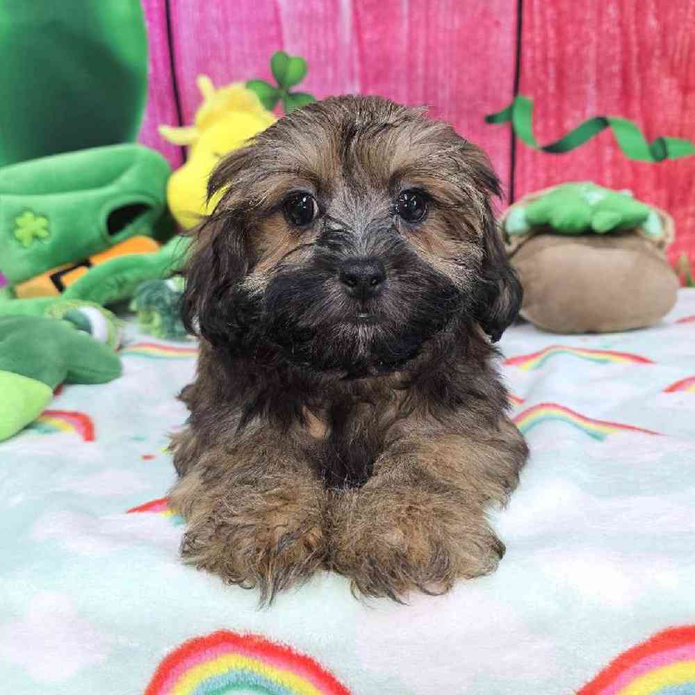 Female Shipoo Puppy for Sale in Virginia Beach, VA