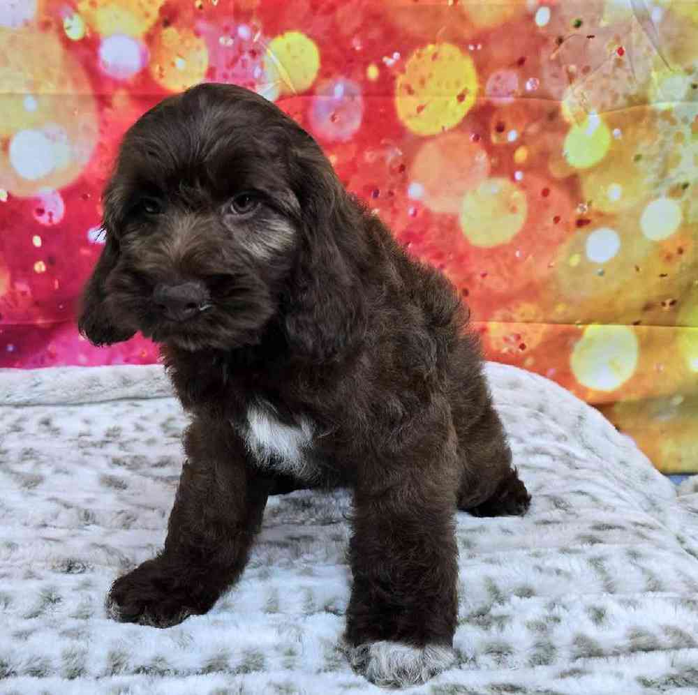 Female Cockapoo Puppy for Sale in Virginia Beach, VA