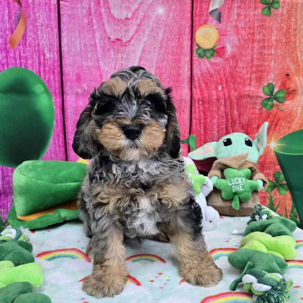 Male Mini Bernadoodle Puppy for Sale in Virginia Beach, VA