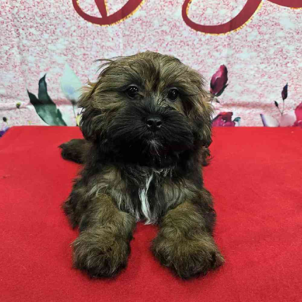 Female Shipoo Puppy for Sale in Virginia Beach, VA