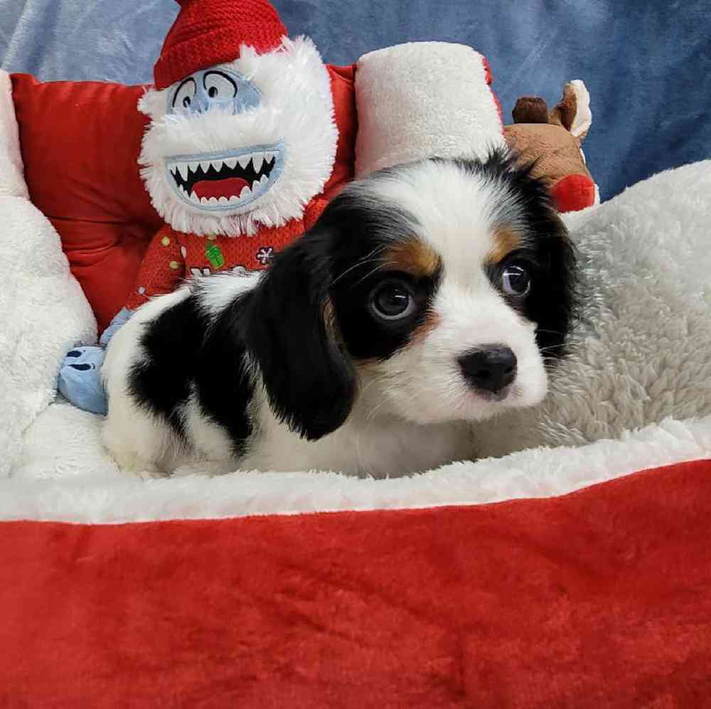 Male Cavalier King Charles Spaniel Puppy for Sale in Virginia Beach, VA
