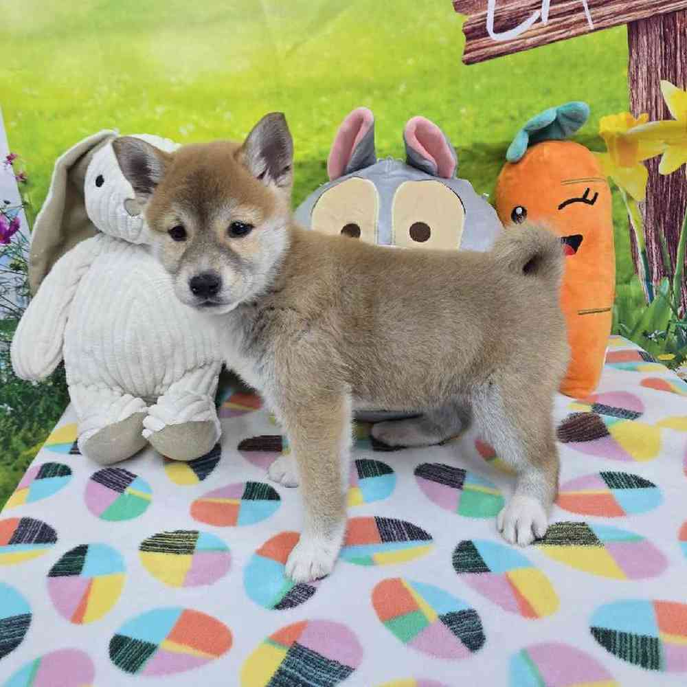 Female Shiba Inu Puppy for Sale in Virginia Beach, VA